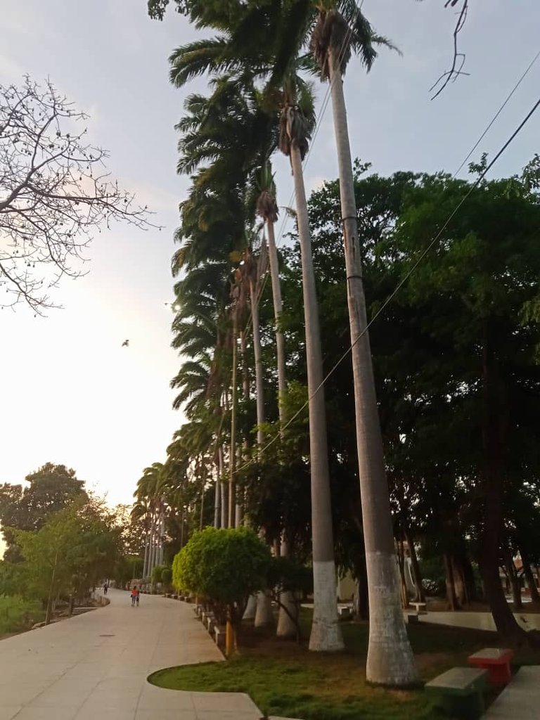 paseo vespertino parque ayacucho (4).jpeg