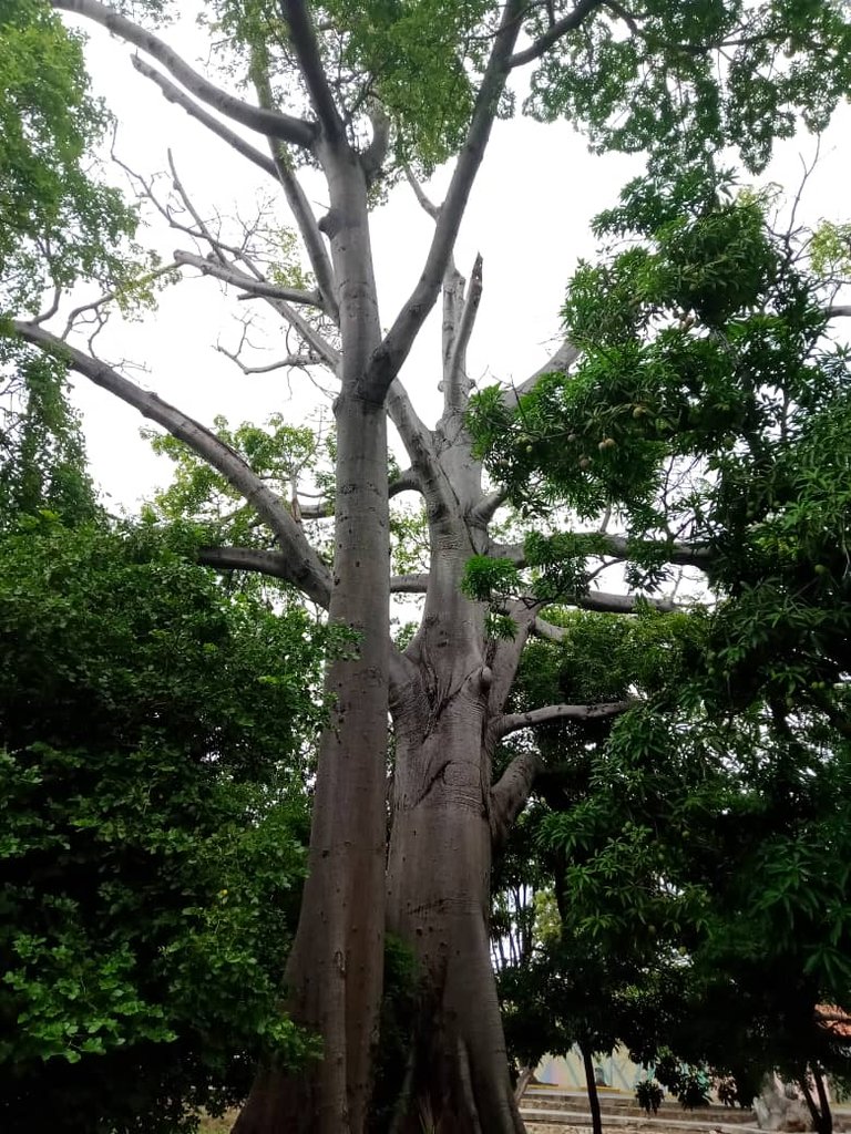 paseo guaiquerí (12).jpeg