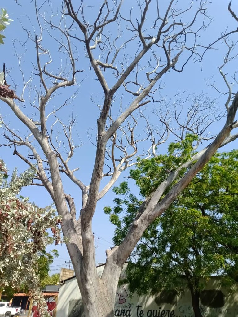 plaza juan bautistaarismenmdi (12).jpeg
