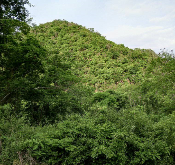 parque c2.png
