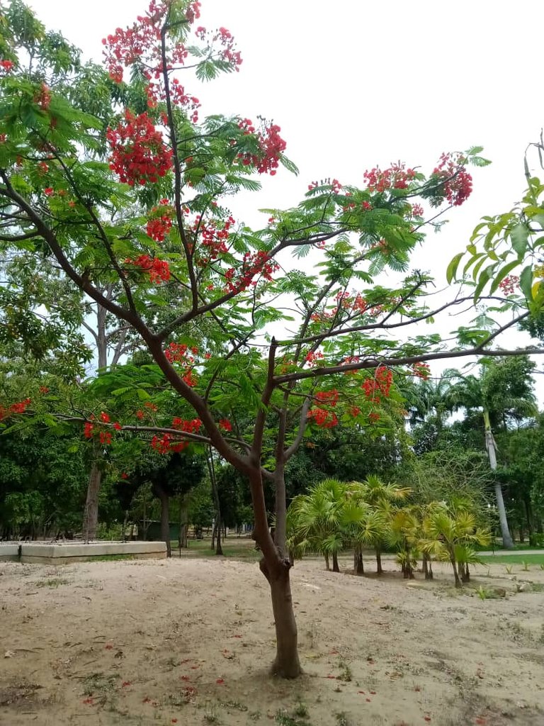 paseo parque (4).jpeg