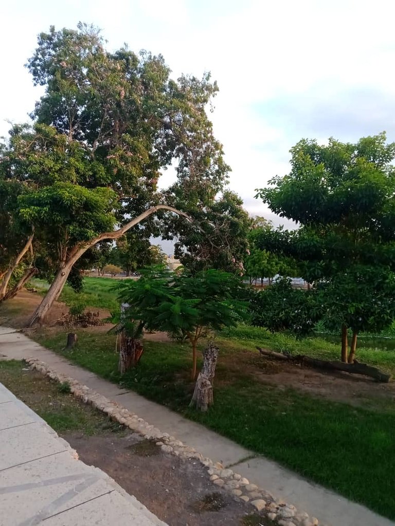 paseo vespertino parque ayacucho (32).jpeg