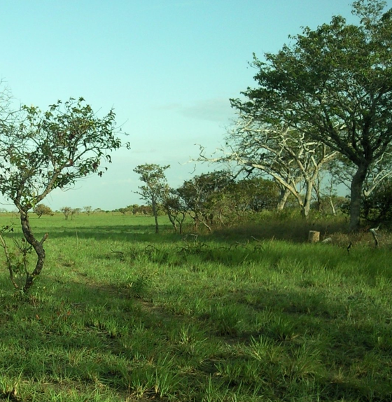 LLANO 6.png