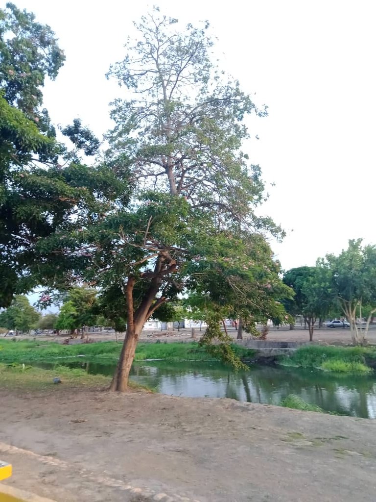 paseo vespertino parque ayacucho (16).jpeg