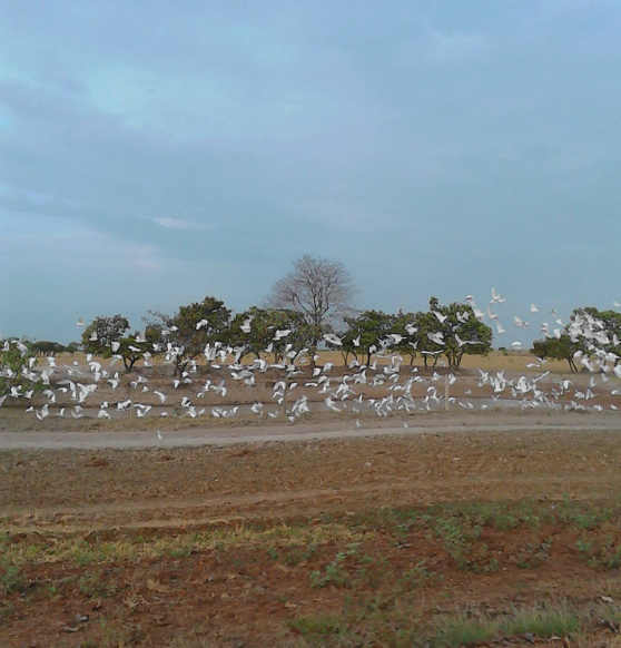 LLANO 3.png