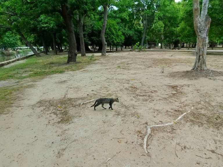 paseo parque (2).jpeg