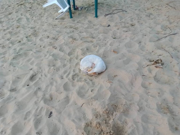 playa san luisss (79).jpeg