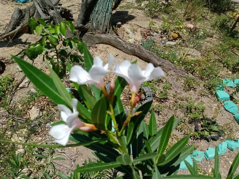 flores amarillas (7).jpeg