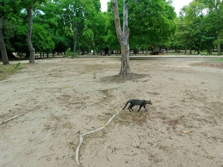 paseo parque (1).jpeg