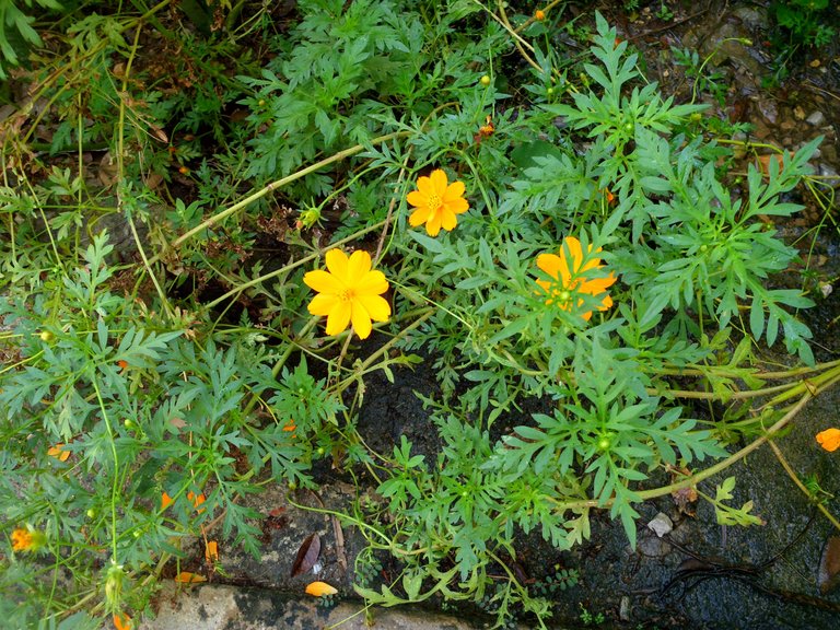 NATURALEZA ASOMBROSAE INCREÍBLE (2).JPG