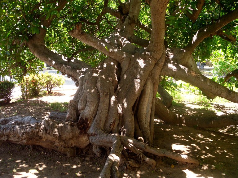 NATURALEZA ASOMBROSAE INCREÍBLE (5).JPG