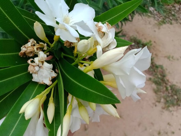flor (6).jpeg