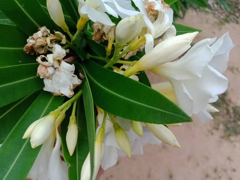 flor (7).jpeg
