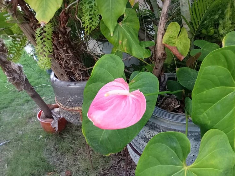 phonography (3).jpeg