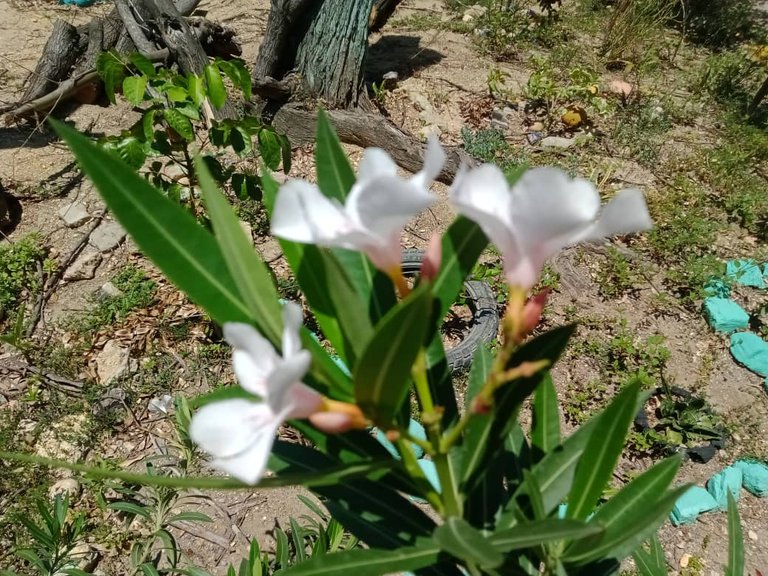 flores amarillas (4).jpeg