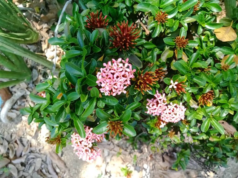 flores amarillas (8).jpeg