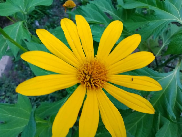flor (4).jpeg