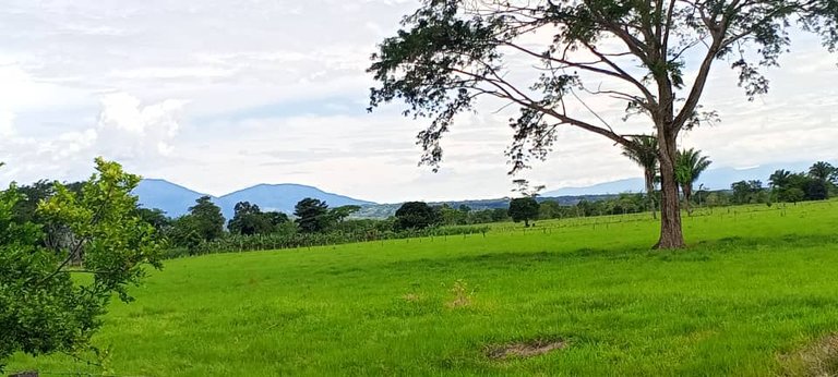 el nula (2).jpeg