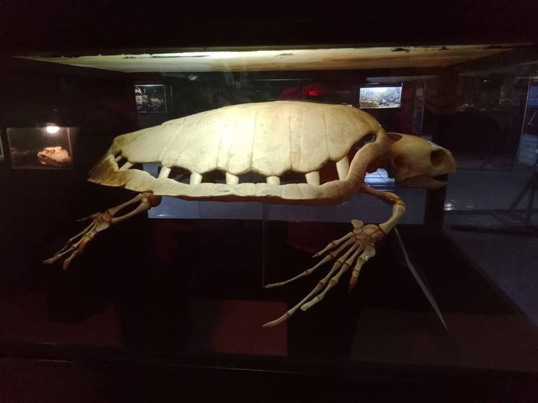 museo (37).jpeg