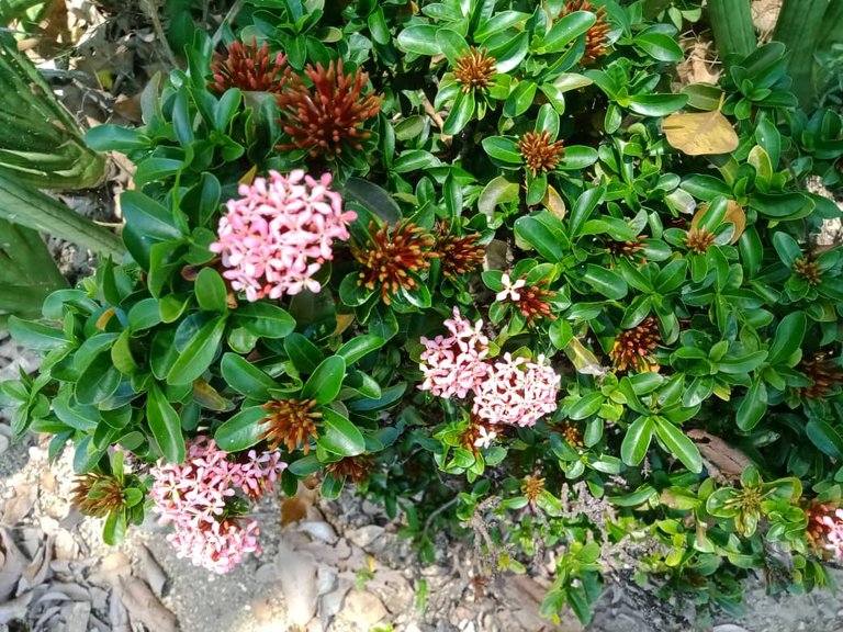 flores amarillas (3).jpeg