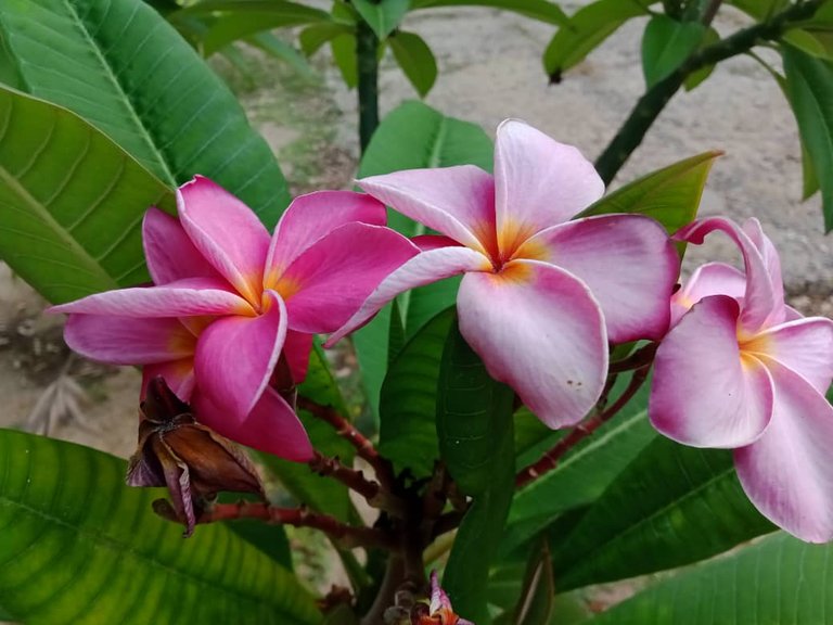 flor (8).jpeg