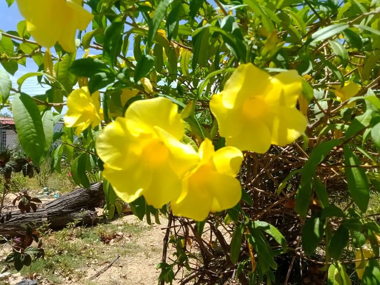 flores amarillas (11).jpeg