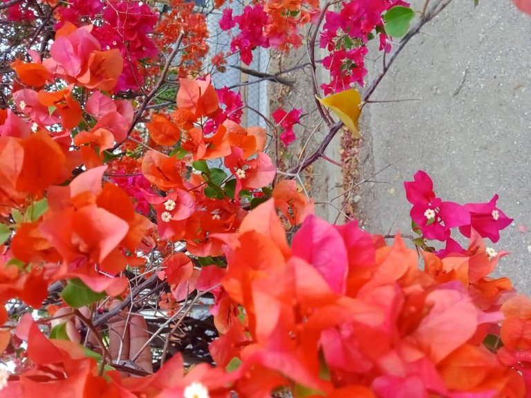 flor (2).jpeg