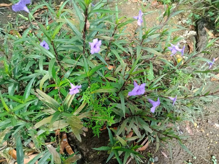 flores y más  (12).jpeg