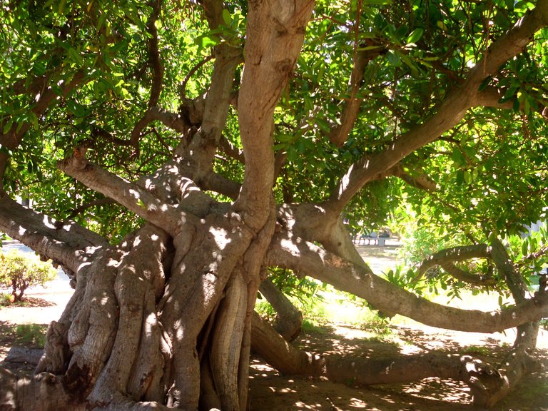 NATURALEZA ASOMBROSAE INCREÍBLE (1).JPG