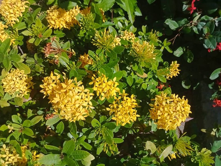 flores amarillas (5).jpeg