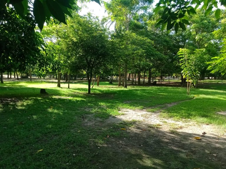 Conc. hojas (15).jpeg