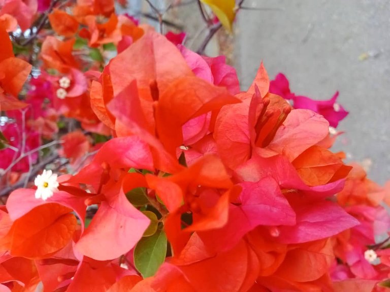 flor (1).jpeg