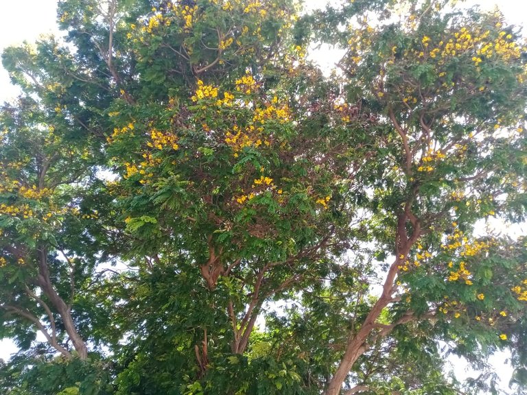 parque A (3).jpeg