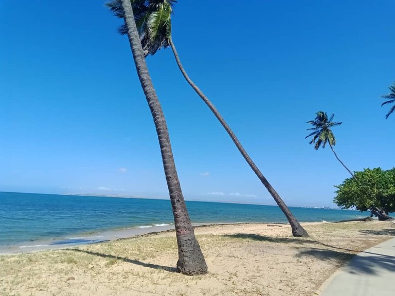 cangrejo azul (30).jpeg