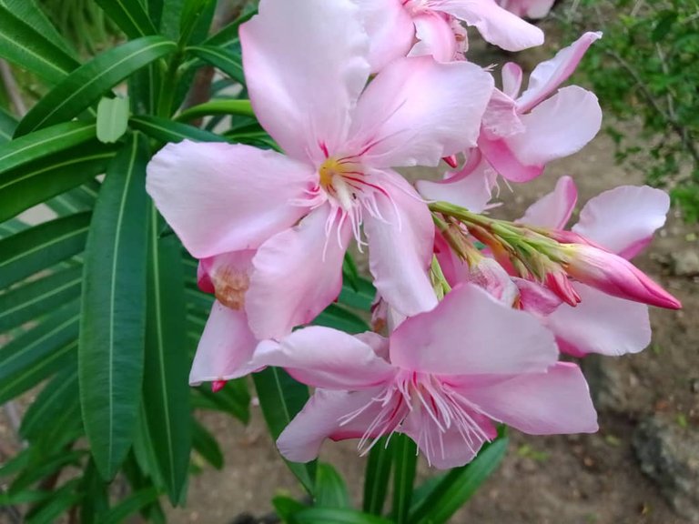 flor (9).jpeg