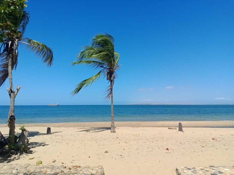 cangrejo azul (29).jpeg