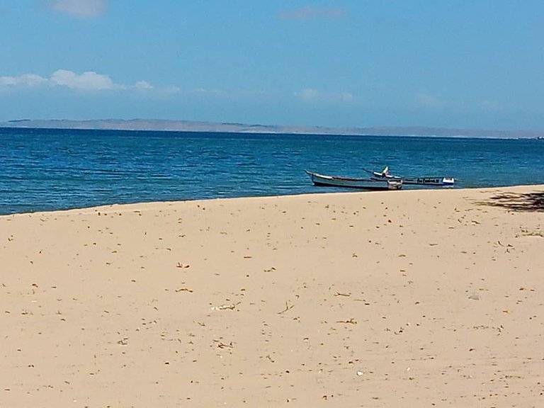 cangrejo azul (5).jpeg