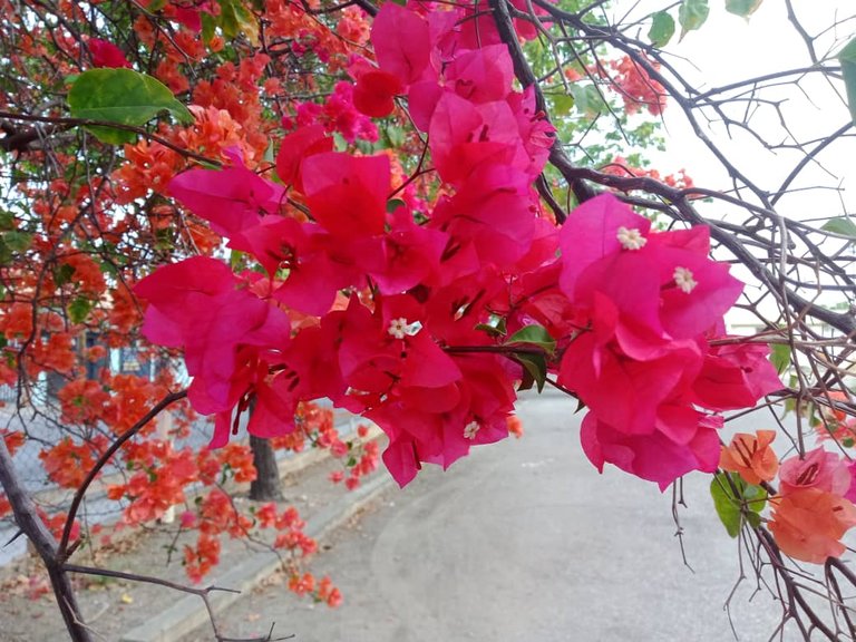 flor (3).jpeg