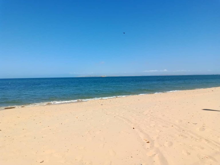 cangrejo azul (1).jpeg