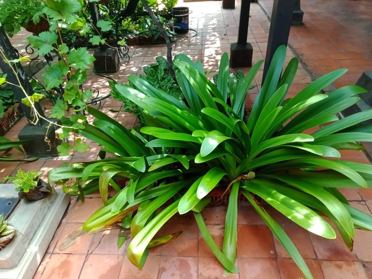 casa andres eloy (15).jpeg