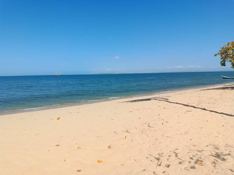 cangrejo azul (32).jpeg