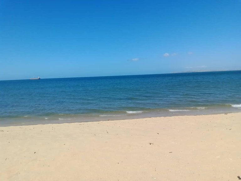 cangrejo azul (9).jpeg