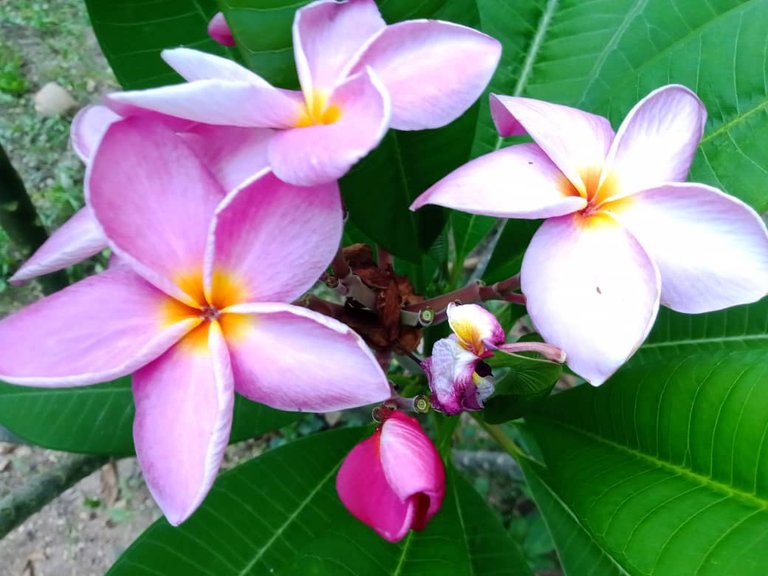 flor (5).jpeg