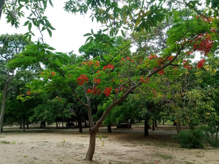 paseo parque (1).jpeg