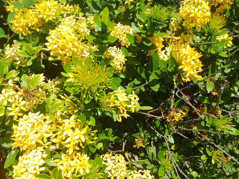 flores amarillas (10).jpeg