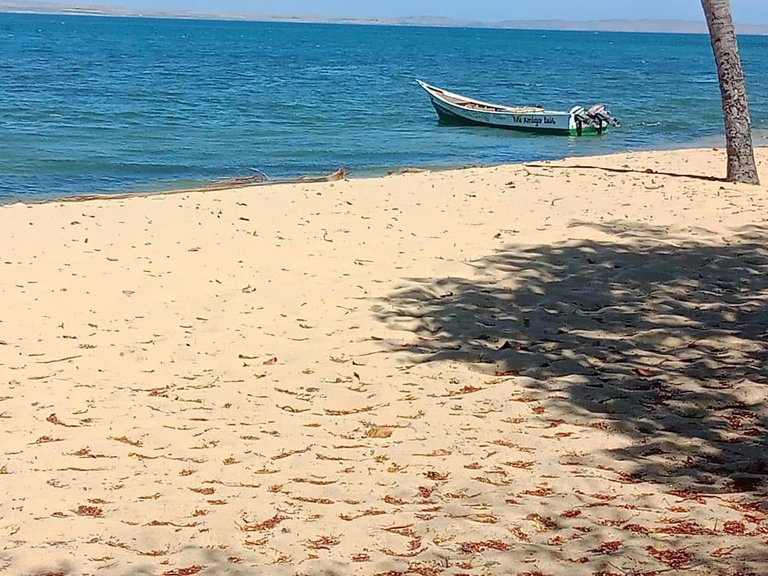 cangrejo azul (31).jpeg