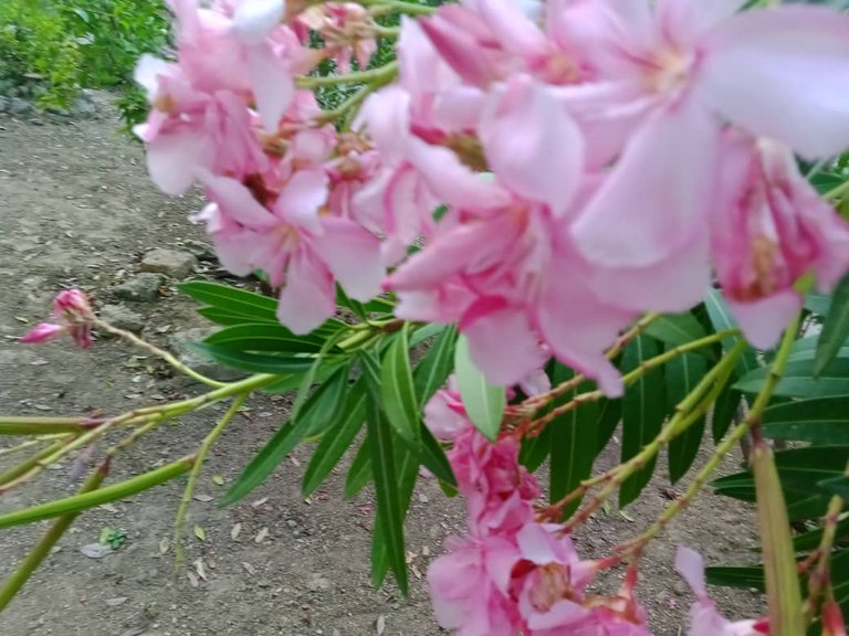 flor (10).jpeg