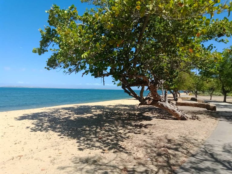 cangrejo azul (33).jpeg
