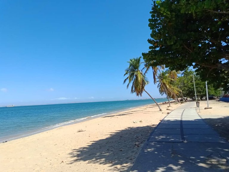 cangrejo azul (2).jpeg