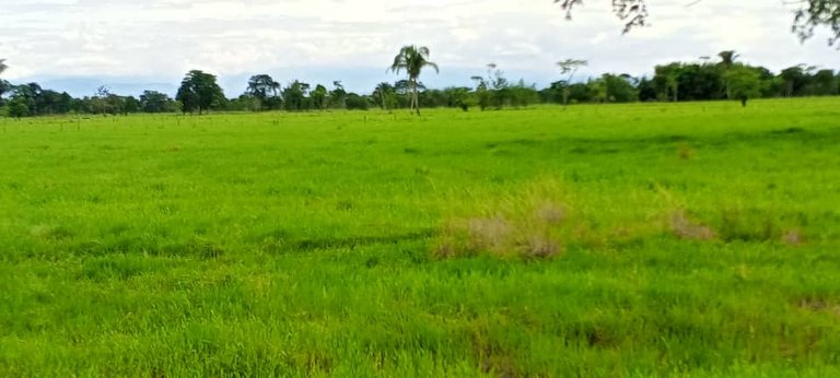 el nula (5).jpeg